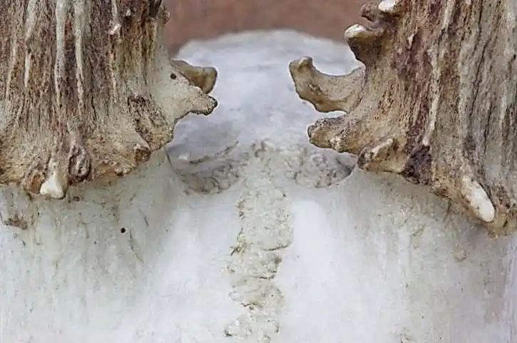 Flagman казино 2965b4